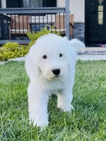 Angel , a female Sheepadoodle for sale in Sykesville, MD – 3 of 9
