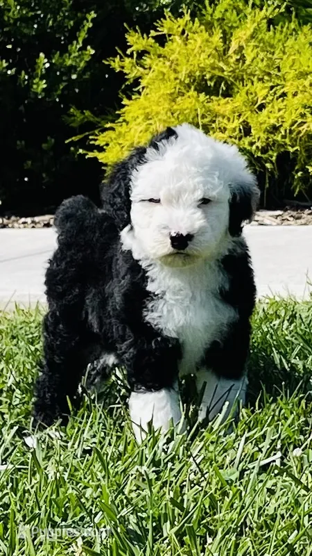 Billy  – Sheepadoodle puppy for sale in Sykesville, MD