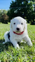Lilly , a female Sheepadoodle for sale in Sykesville, MD – 8 of 9