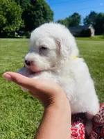 Angel , a female Sheepadoodle for sale in Sykesville, MD – 4 of 6