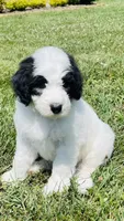 Cookie, a female Sheepadoodle for sale in Sykesville, MD – 1 of 10