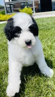 Cookie, a female Sheepadoodle for sale in Sykesville, MD – 5 of 10