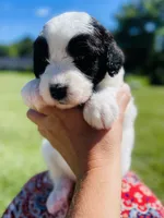 Cookie, a female Sheepadoodle for sale in Sykesville, MD – 6 of 6