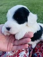 Bandit , a male Sheepadoodle for sale in Sykesville, MD – 4 of 7