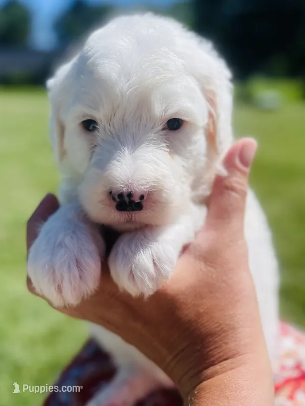 Angel  – Sheepadoodle puppy for sale in Sykesville, MD