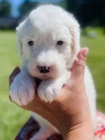 Angel , a female Sheepadoodle for sale in Sykesville, MD – 1 of 6