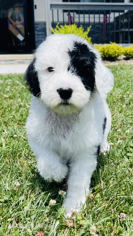 Bandit  – Sheepadoodle puppy for sale in Sykesville, MD