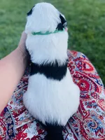 Bandit , a male Sheepadoodle for sale in Sykesville, MD – 5 of 7