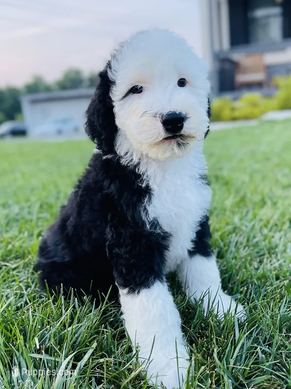 Billy  – Sheepadoodle puppy for sale in Sykesville, MD
