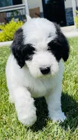 Cookie, a female Sheepadoodle for sale in Sykesville, MD – 3 of 10
