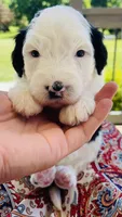 Minnie, a female Sheepadoodle for sale in Sykesville, MD – 4 of 4