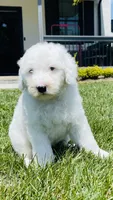 Angel , a female Sheepadoodle for sale in Sykesville, MD – 8 of 9