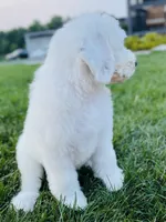 Angel , a female Sheepadoodle for sale in Sykesville, MD – 2 of 9