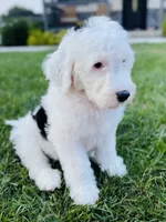 Lilly , a female Sheepadoodle for sale in Sykesville, MD – 4 of 9