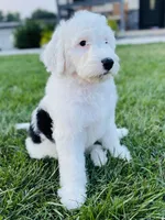 Lilly , a female Sheepadoodle for sale in Sykesville, MD – 1 of 9