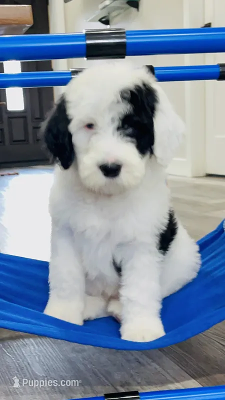Bandit  – Sheepadoodle puppy for sale in Sykesville, MD