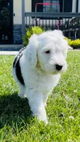 Lilly , a female Sheepadoodle for sale in Sykesville, MD – 6 of 9