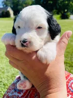 Minnie, a female Sheepadoodle for sale in Sykesville, MD – 3 of 4