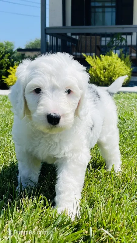Lilly  – Sheepadoodle puppy for sale in Sykesville, MD