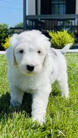 Lilly , a female Sheepadoodle for sale in Sykesville, MD – 5 of 9
