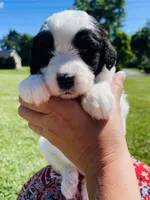Cookie, a female Sheepadoodle for sale in Sykesville, MD – 4 of 6