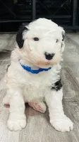 Shadow, a male Sheepadoodle for sale in Sykesville, MD – 2 of 4