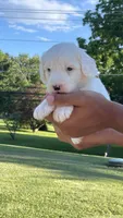 Angel , a female Sheepadoodle for sale in Sykesville, MD – 2 of 6