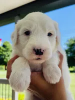 Angel , a female Sheepadoodle for sale in Sykesville, MD – 3 of 6