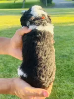 Oreo, a male Sheepadoodle for sale in Sykesville, MD – 5 of 5