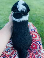 Oreo, a male Sheepadoodle for sale in Sykesville, MD – 4 of 5