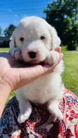 Lilly , a female Sheepadoodle for sale in Sykesville, MD – 5 of 5