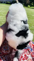 Lilly , a female Sheepadoodle for sale in Sykesville, MD – 4 of 5