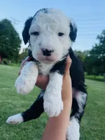 Billy , a male Sheepadoodle for sale in Sykesville, MD – 3 of 4