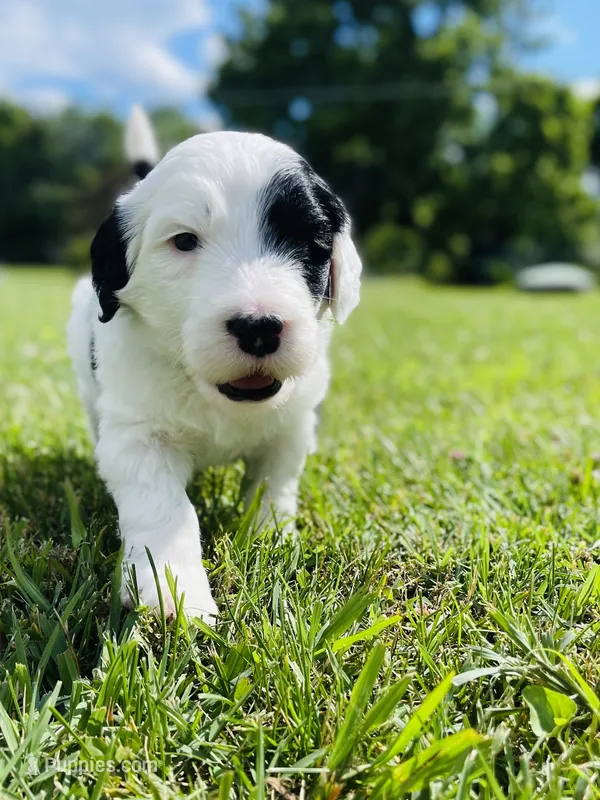 Bandit  – Sheepadoodle puppy for sale in Sykesville, MD