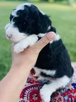 Oreo, a male Sheepadoodle for sale in Sykesville, MD – 2 of 5