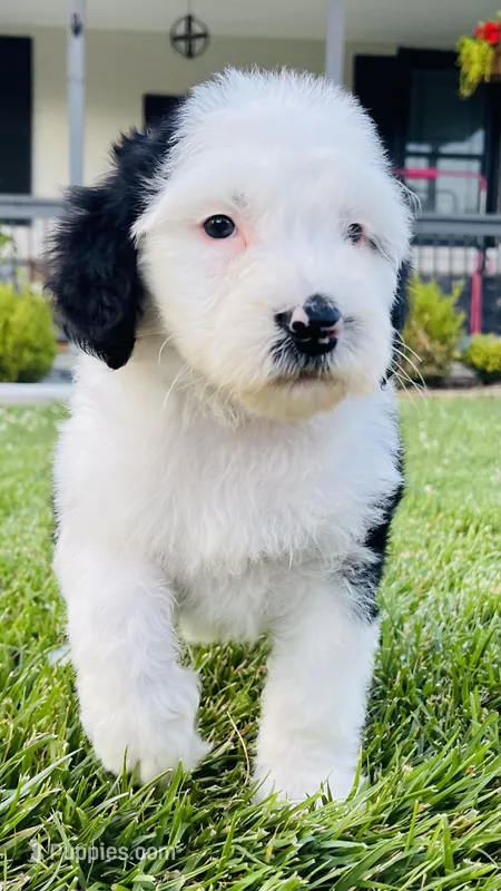 Minnie – Sheepadoodle puppy for sale in Sykesville, MD