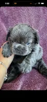 Bluey, a male French Bulldog for sale in Los Angeles, CA – 1 of 1