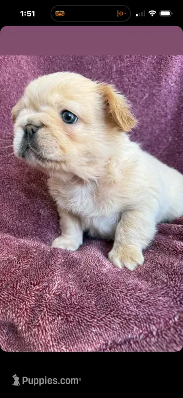 Prince – French Bulldog puppy for sale in Los Angeles, CA