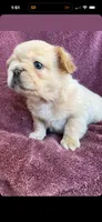 Prince, a male French Bulldog for sale in Los Angeles, CA – 1 of 1