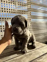 Male, a female Cane Corso for sale in Perris, CA – Photo 1 of 3