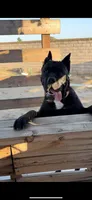 Male, a female Cane Corso for sale in Perris, CA – Photo 3 of 3