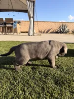 Lana, a female Cane Corso for sale in Perris, CA – 3 of 4