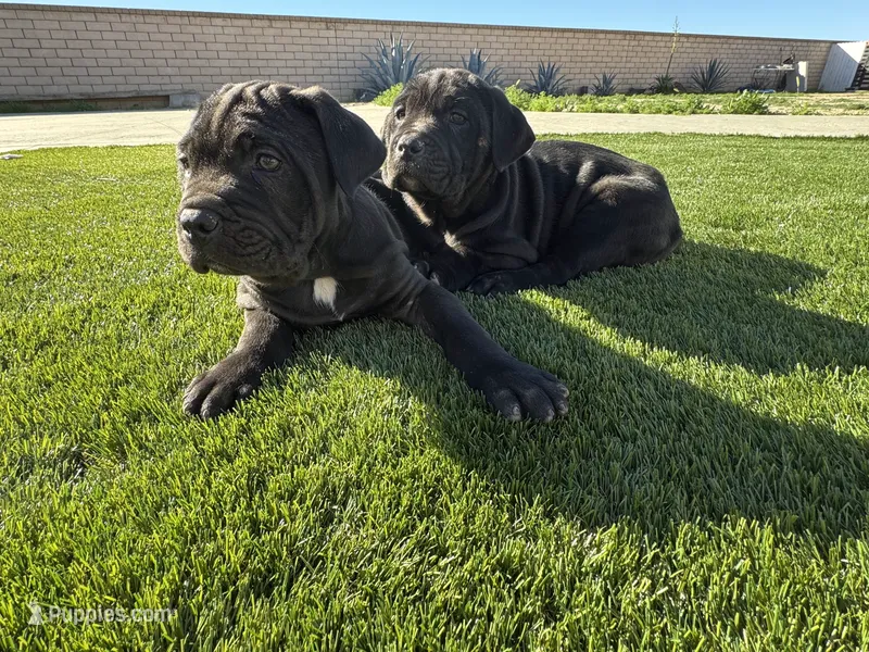 Coby – Cane Corso puppy for sale in Perris, CA