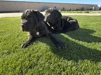 Coby, a male Cane Corso for sale in Perris, CA – 1 of 1