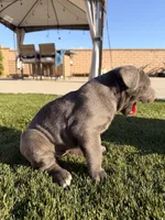 Lana, a female Cane Corso for sale in Perris, CA – 2 of 4
