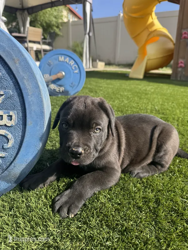 Tank – Cane Corso puppy for sale in Perris, CA