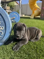 Tank, a male Cane Corso for sale in Perris, CA – 1 of 1