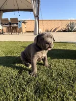 Lana, a female Cane Corso for sale in Perris, CA – 4 of 4