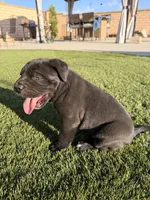 Coby, a male Cane Corso for sale in Perris, CA – 3 of 3