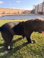 Coby, a male Cane Corso for sale in Perris, CA – 2 of 3